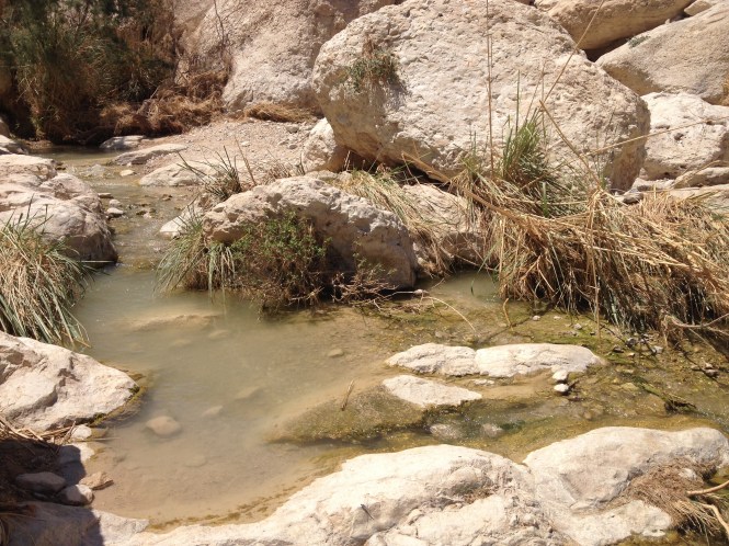 Ein Gedi.